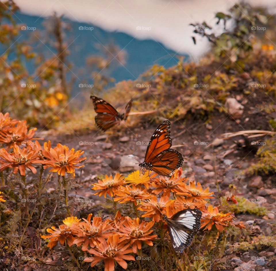 Mariposas en Parque Nacional Puyehue