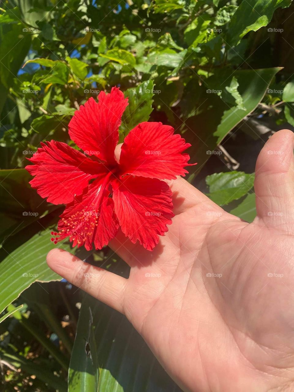 Hibiscus