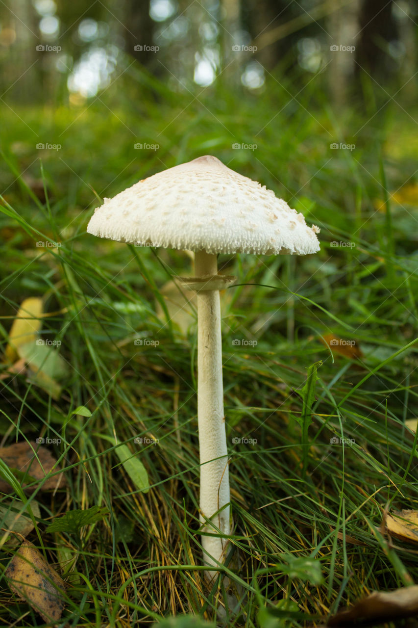Fungus, Mushroom, Nature, Grass, Wood