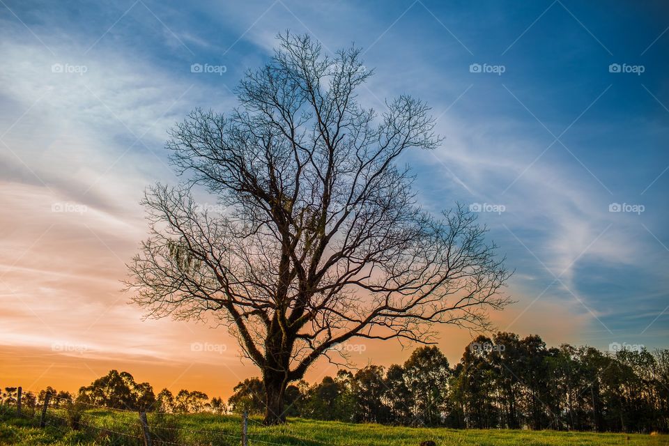 Tree in the sunset field
