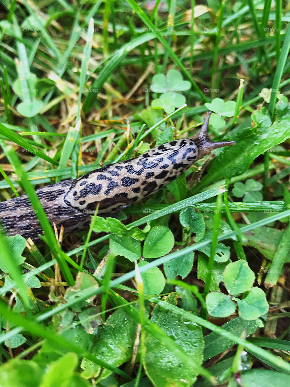 Slug in the garden 