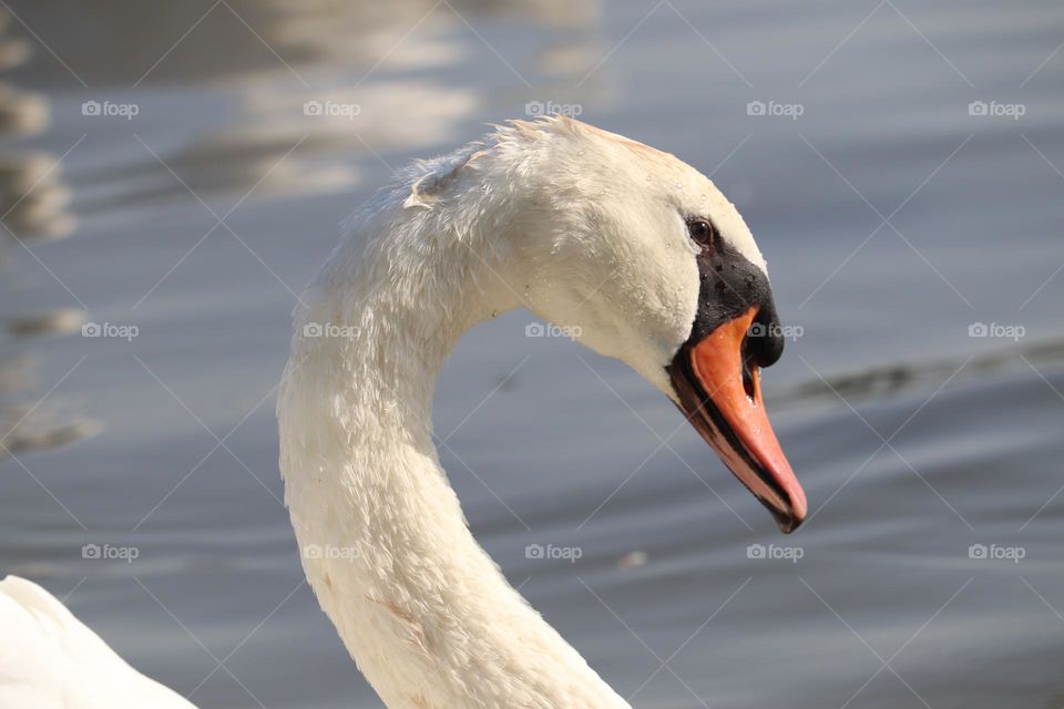 A White swan