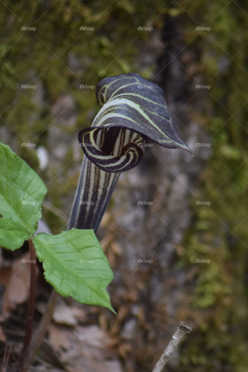 jack in the pulpit flower