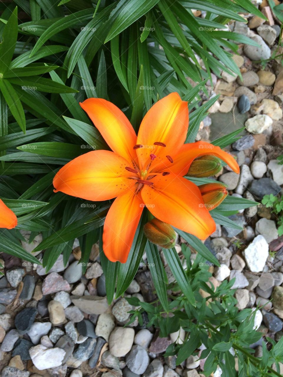 Orange Lily