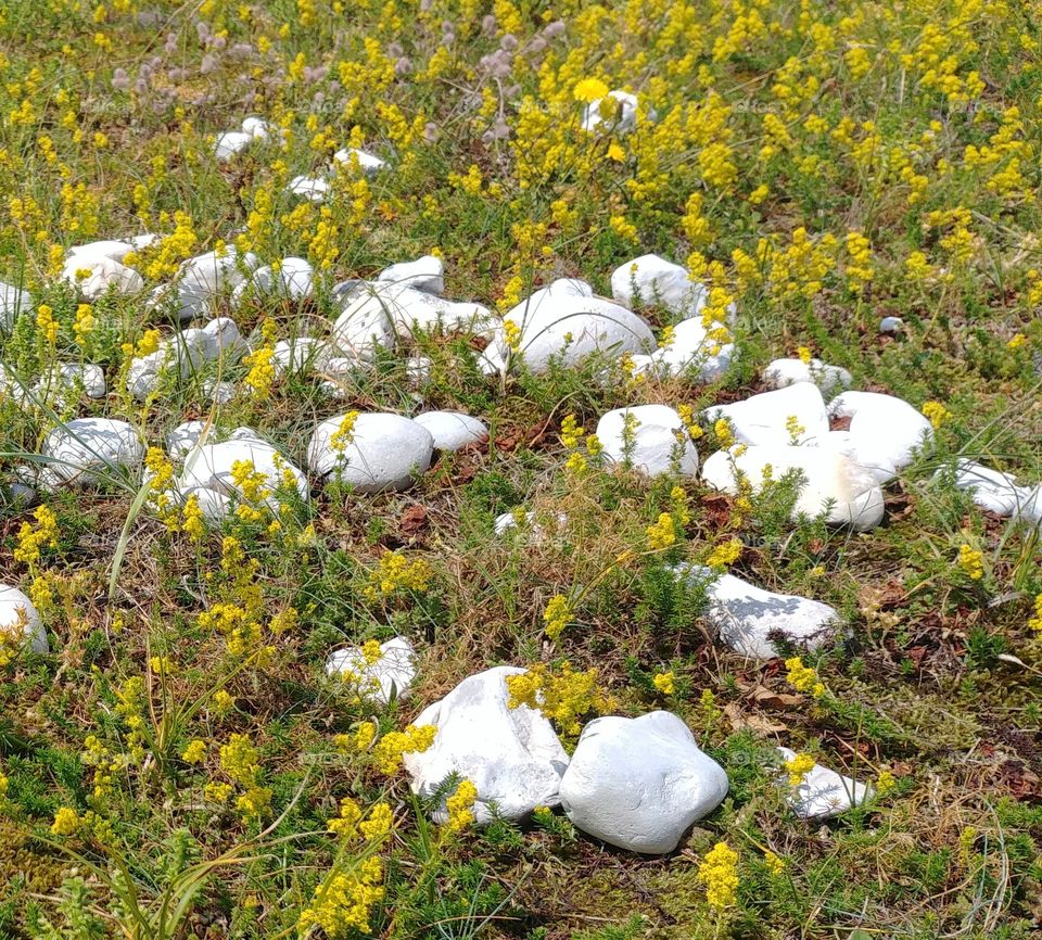 stone steine weiss blumen flower Wiese weiss white