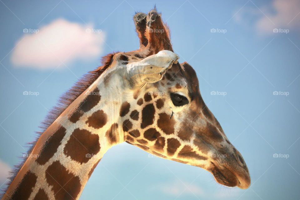 Giraffe 