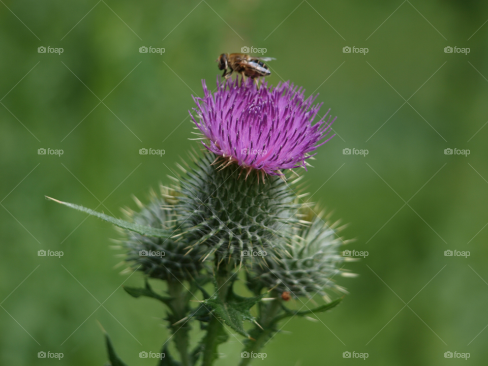 park hall country park. stoke on trent nature flower purple by all_things_art
