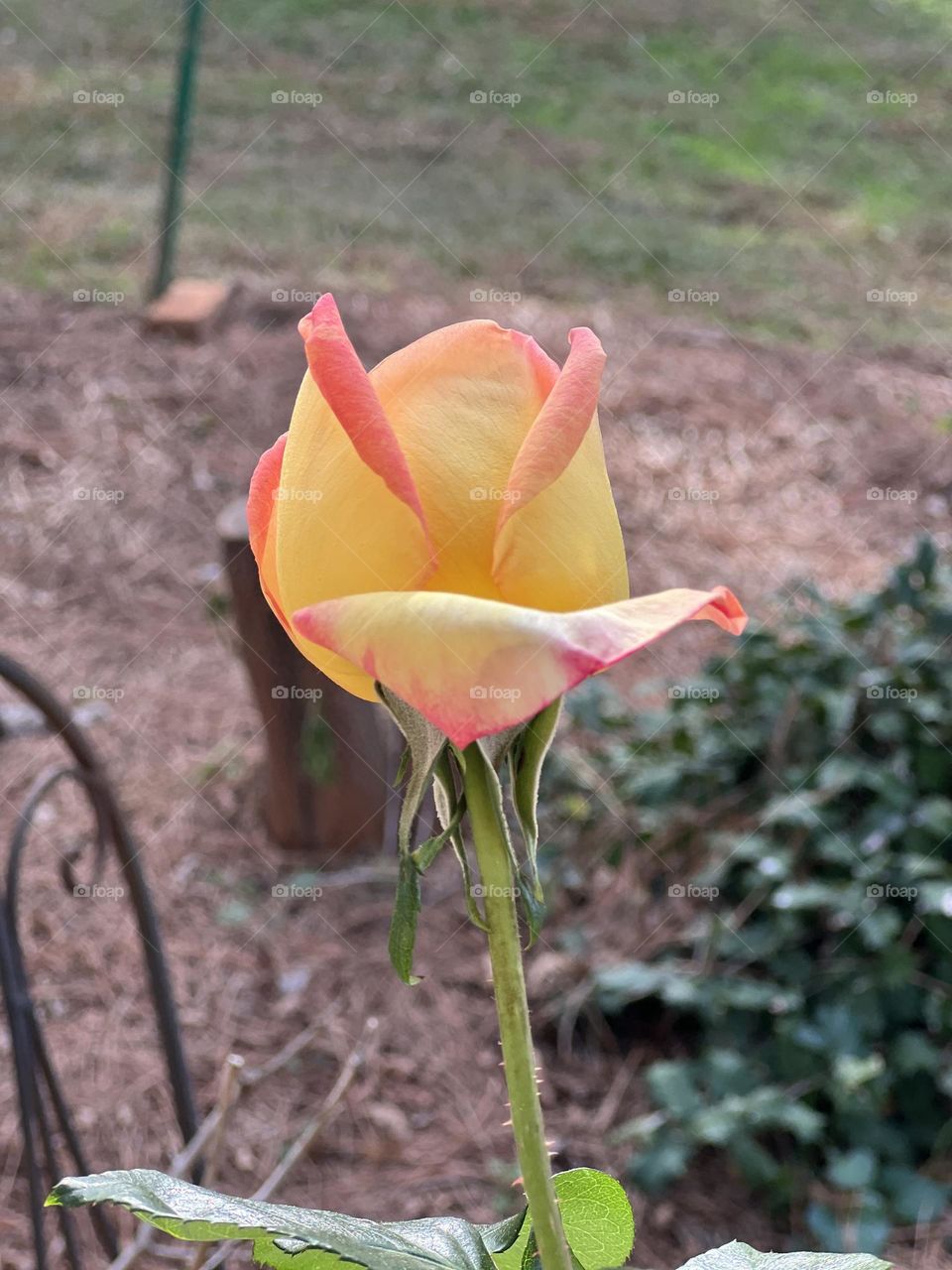 Beautiful two toned rose