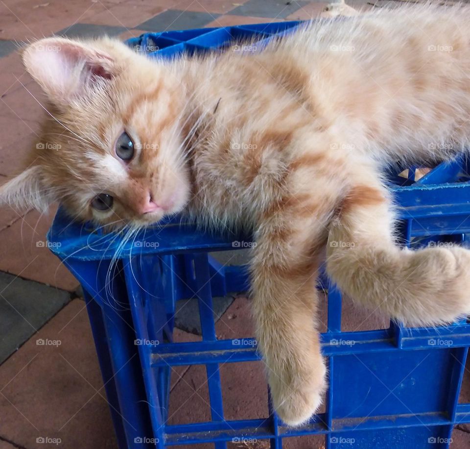 Ginger Kitten chilling out on a milk crate