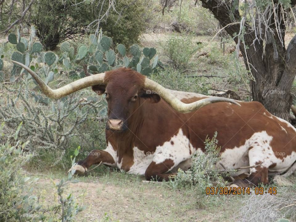 long horn cow