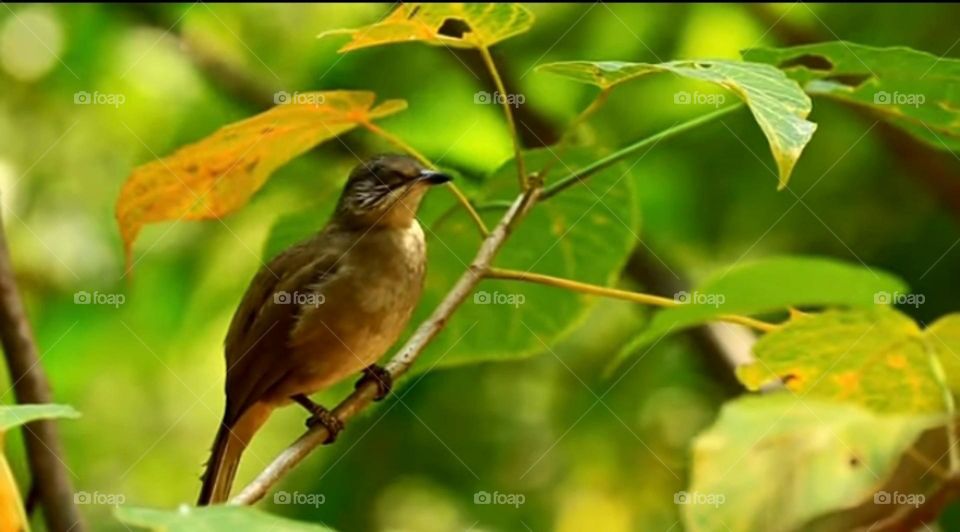 most beautiful birds