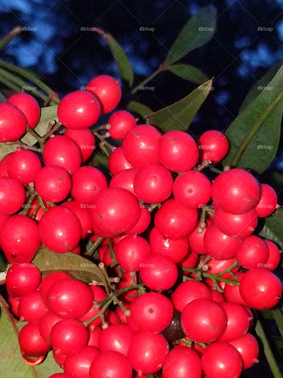 many red night berries