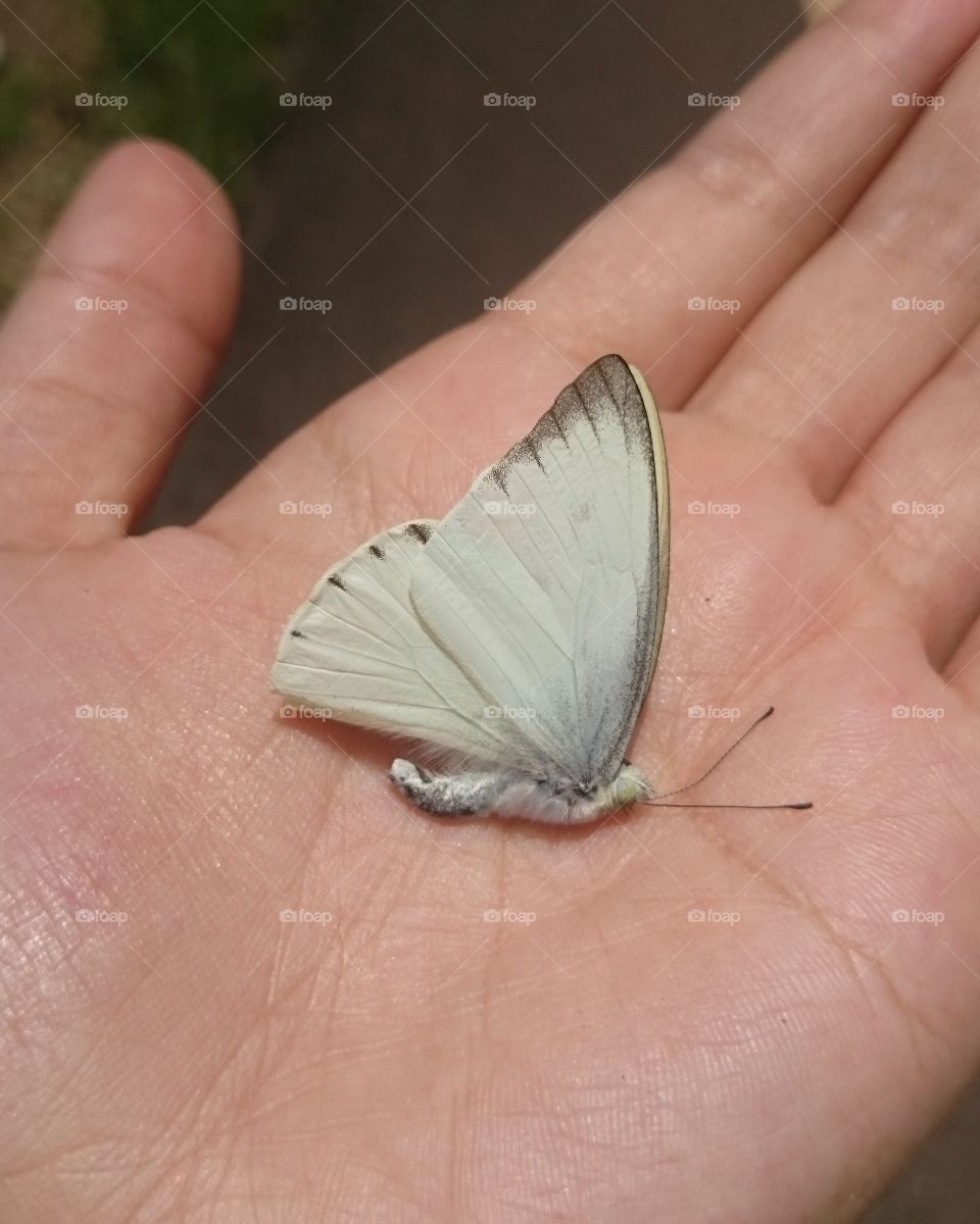 butterfly in my hand