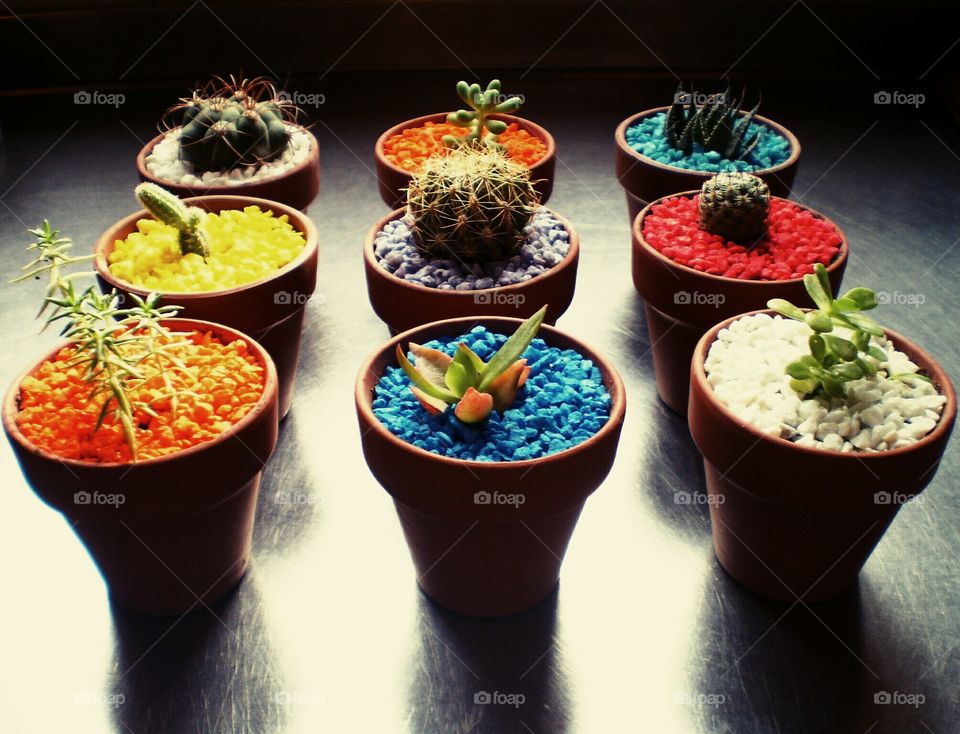 cactus color!!!