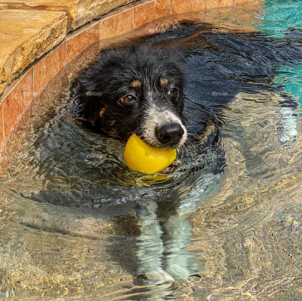Border collie sitting in a swimming pool with a yellow ball in her mouth 