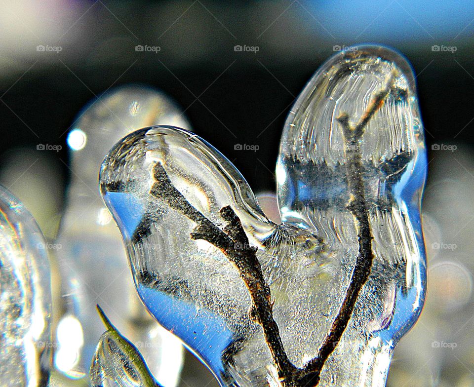 Signs of winter - Foap Missions - tree twigs incapsulated in frozen ice 