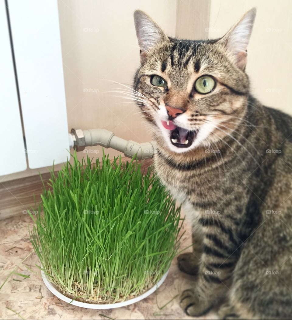 Cute cat with grass