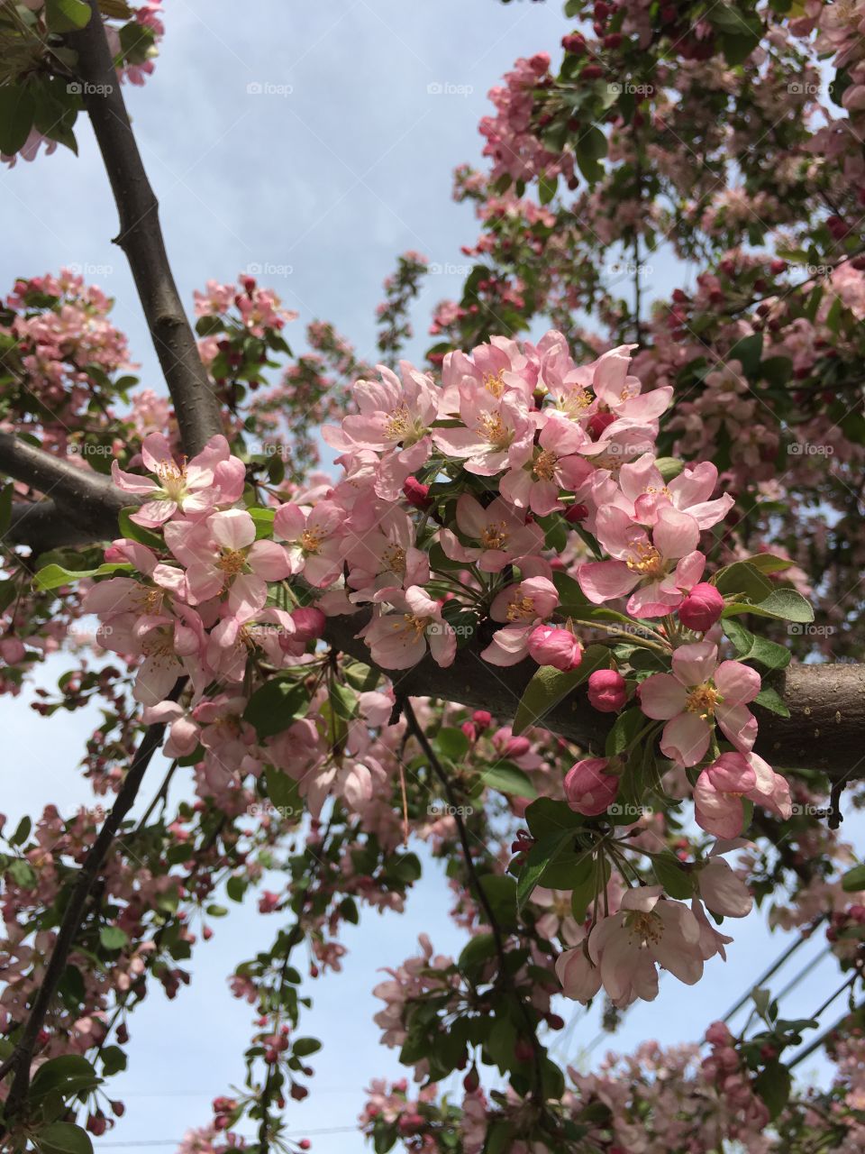 Blossoms in CT in early May