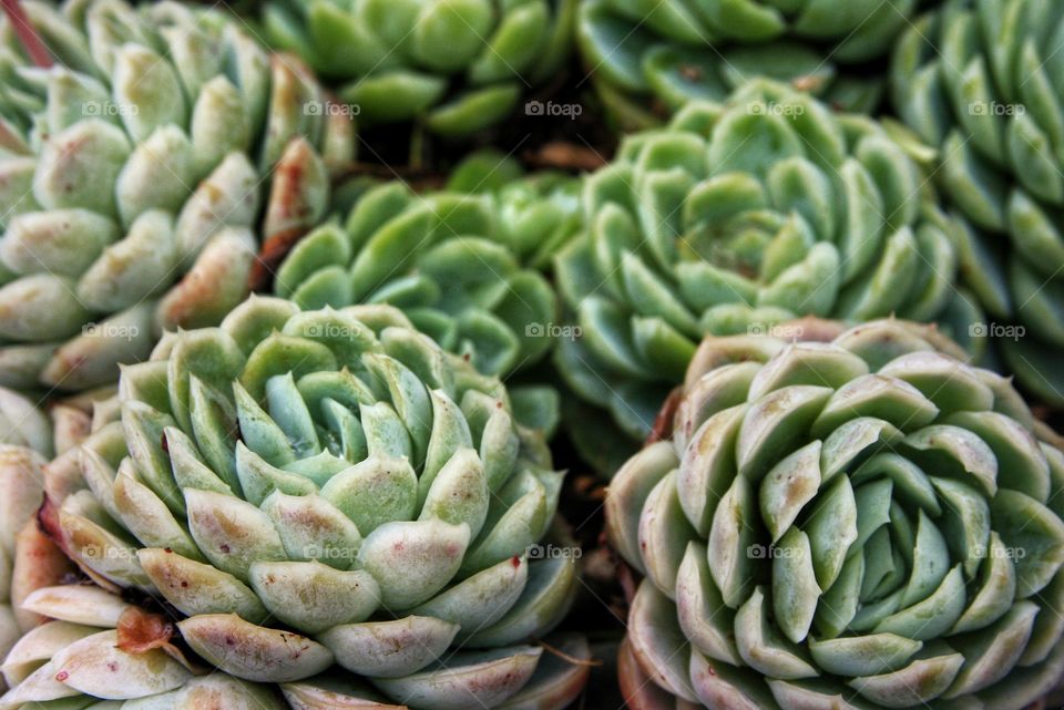 A group of green succulents in the morning sun