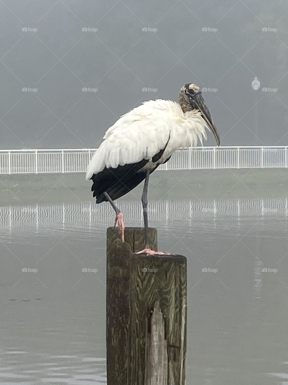 Big bird on a pier at a lake