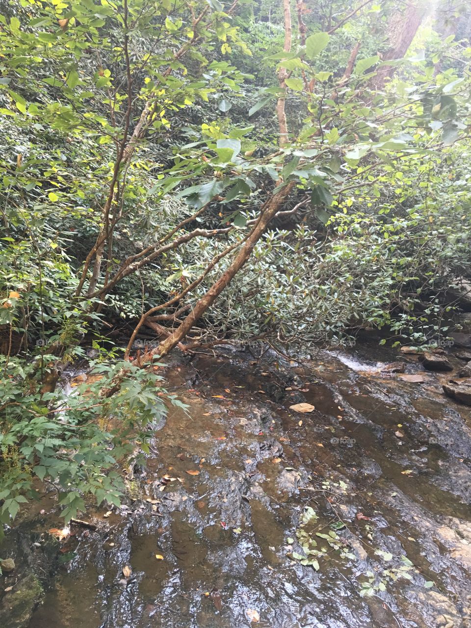 Water, Wood, Leaf, Nature, Stream