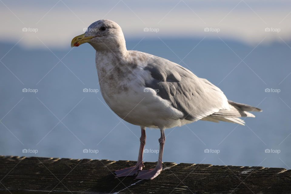 Seagull perched 