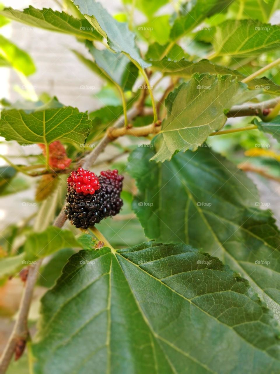 As beautiful as it is delicious, the blackberry is a fruit that draws attention for its tones ranging from red to violet, in addition to being sweet and juicy.