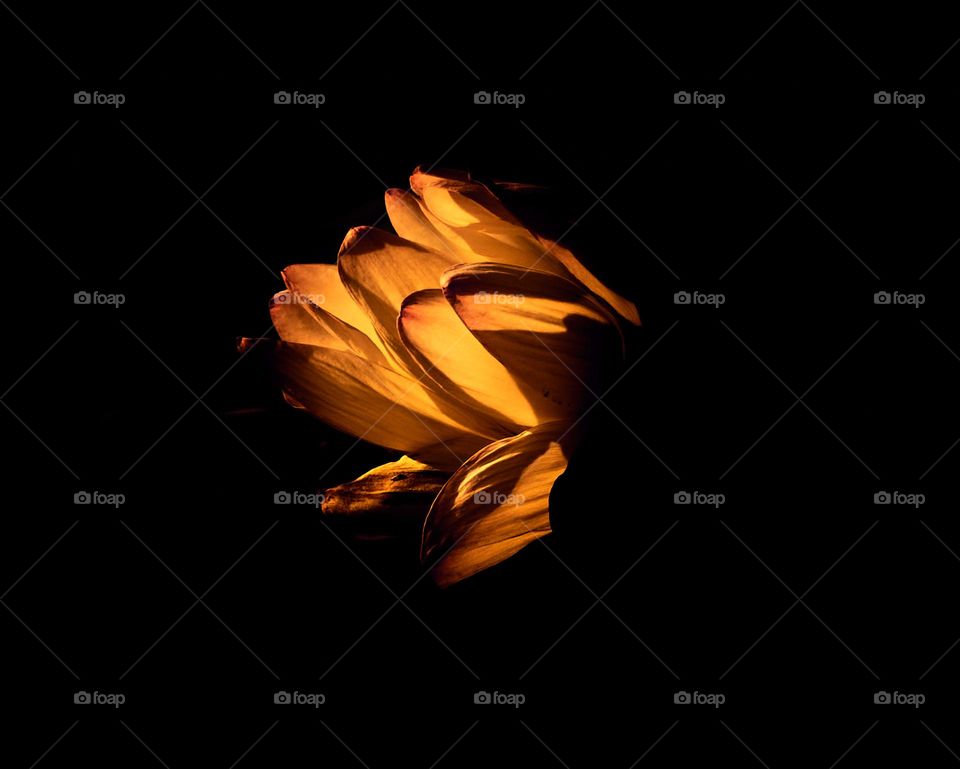 Lotus flower  - Sun light Glow - Creative style 