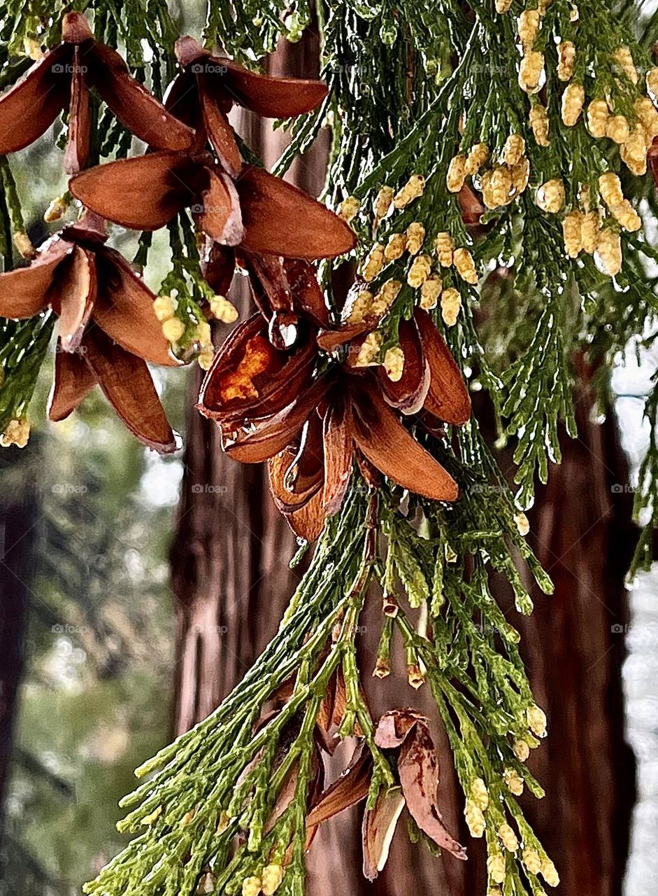 Incense Cedar Tree