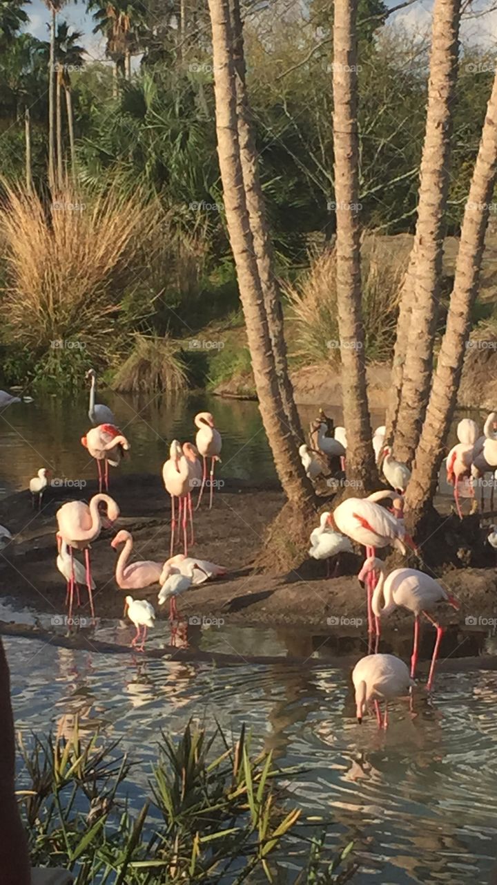 Flamingoes 