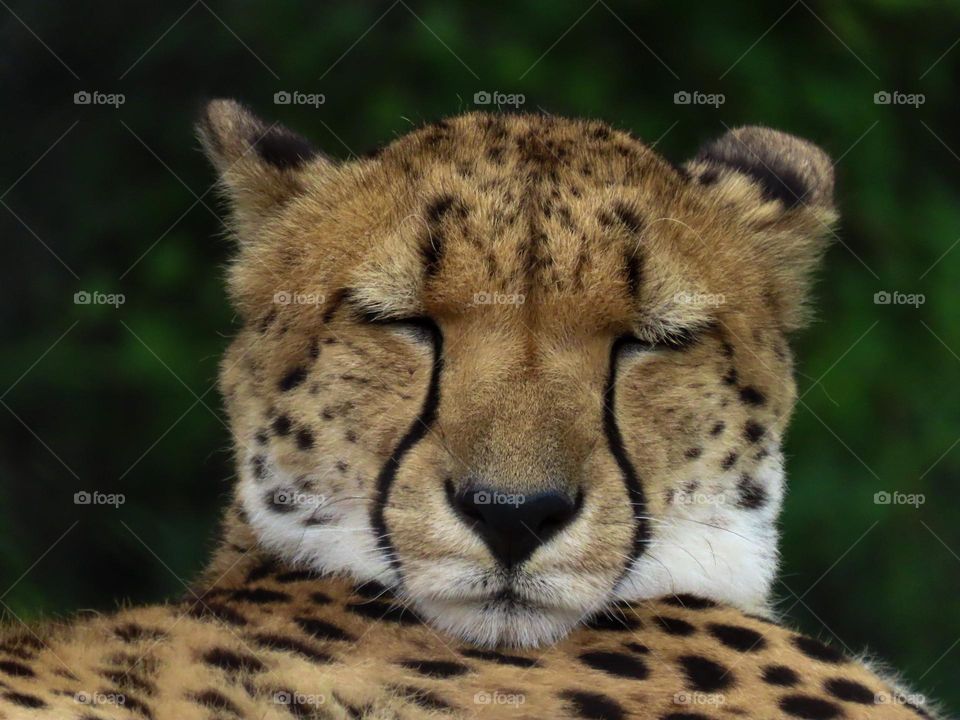 Cheetah sleeping 💤