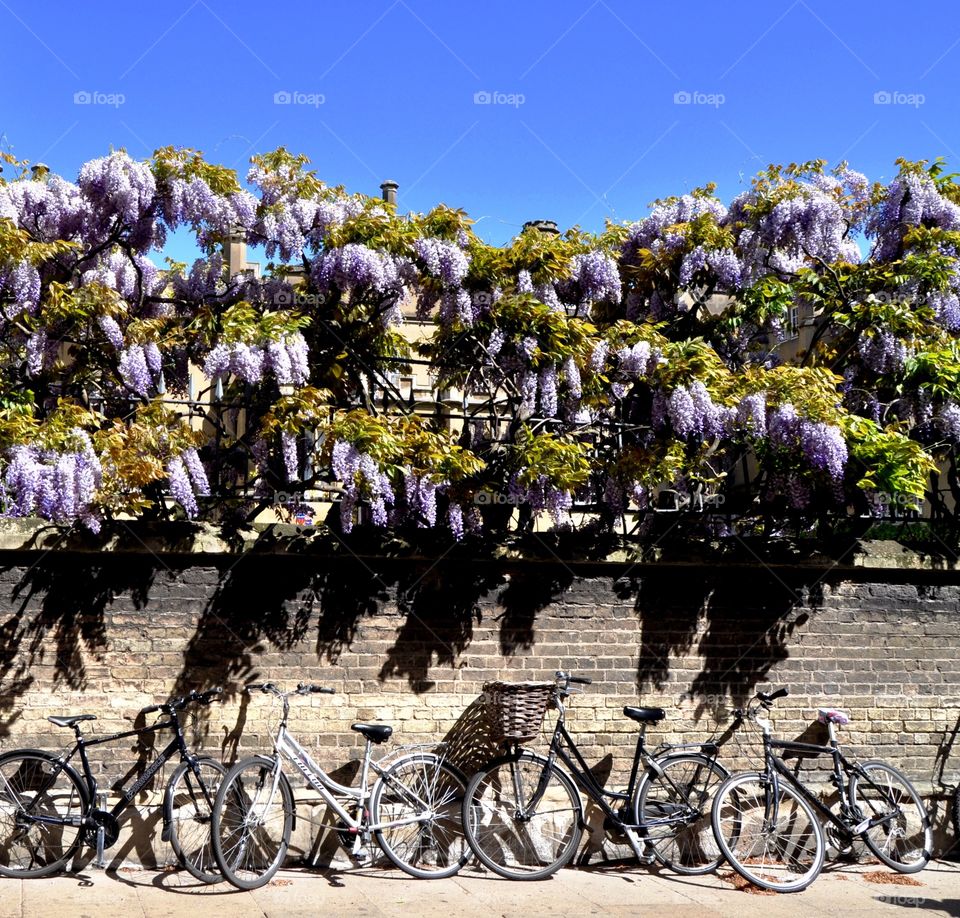 Bicycle parking under the blooming trees in Cambridge 