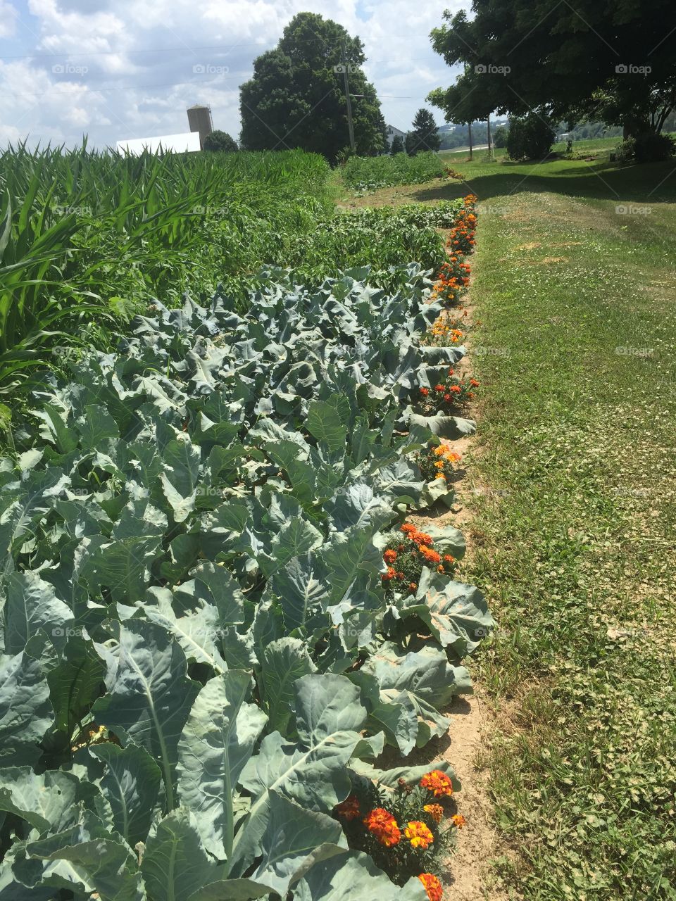 Go big or go home gardening
