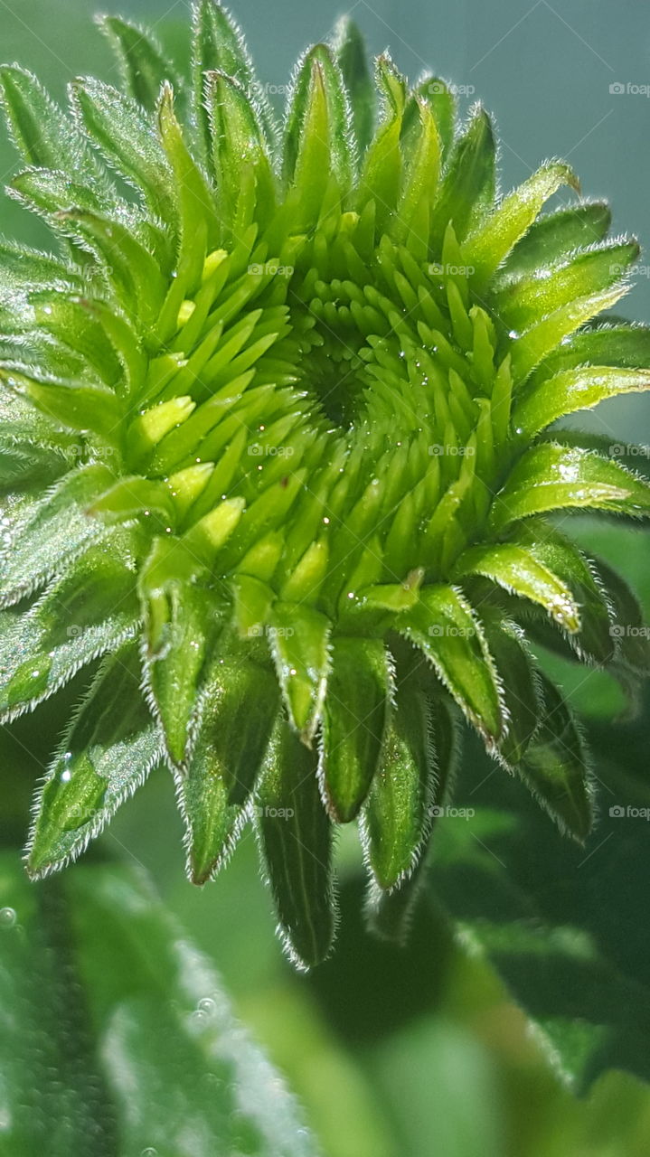 A super close up of a flower in my garden about to fully bloom.