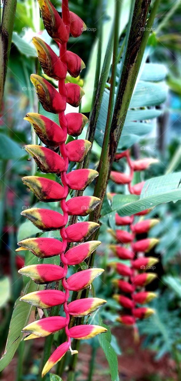 Heliconia rostrata, the hanging lobster claw or false bird of paradise, is a herbaceous perennial plant native to Peru, Bolivia, Colombia, Venezuela, Costa Rica, and Ecuador, and naturalized in Puerto Rico.