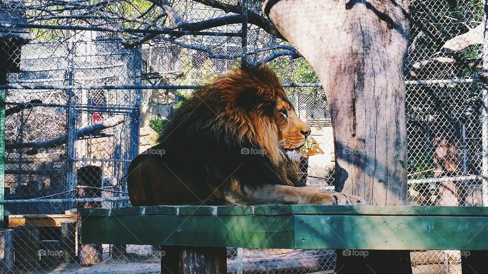 Bolero the alpha lion