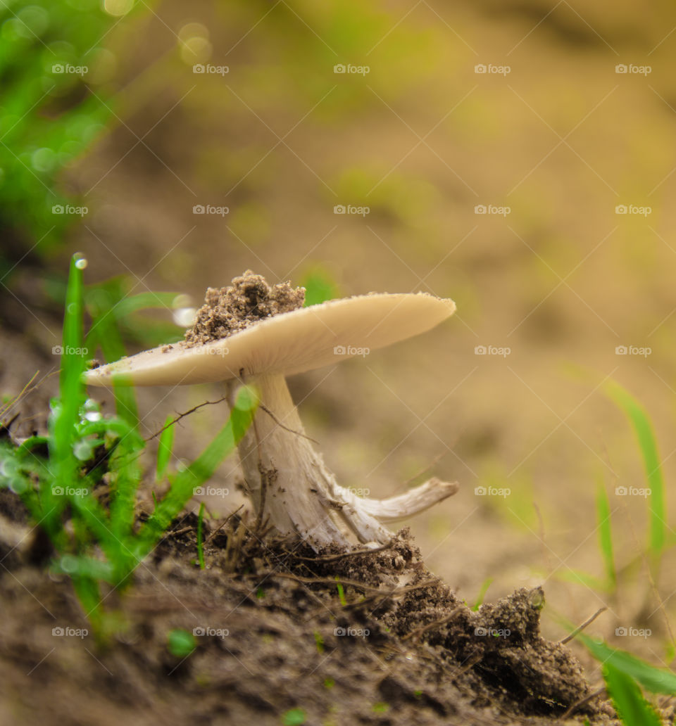 Close-up of mushroom growing at outdoors