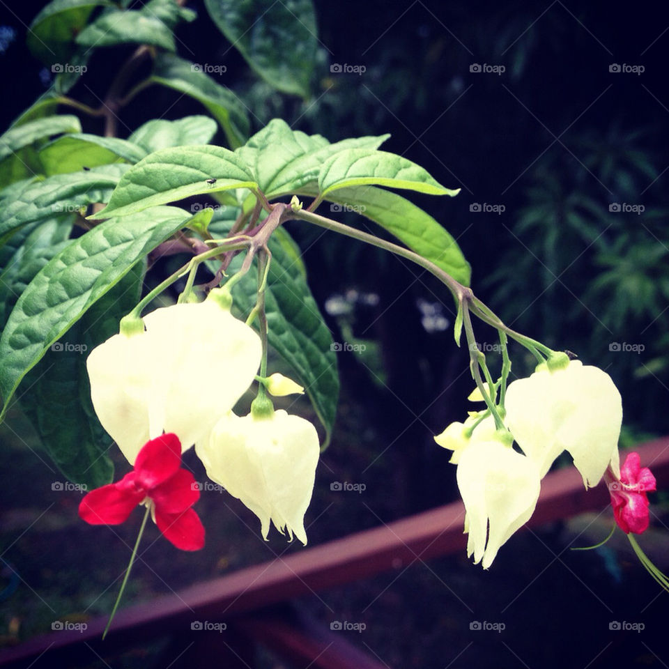 barbados garden flora plant by fizzlicity
