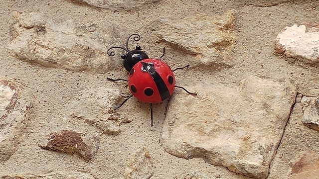 Nature, Desktop, Sand, No Person, Insect