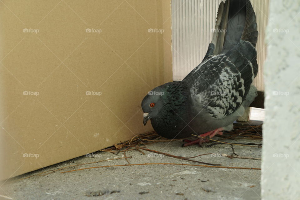 two pigeons fallen in love, sitting on the balcony