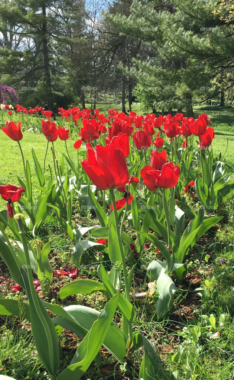 Tulips