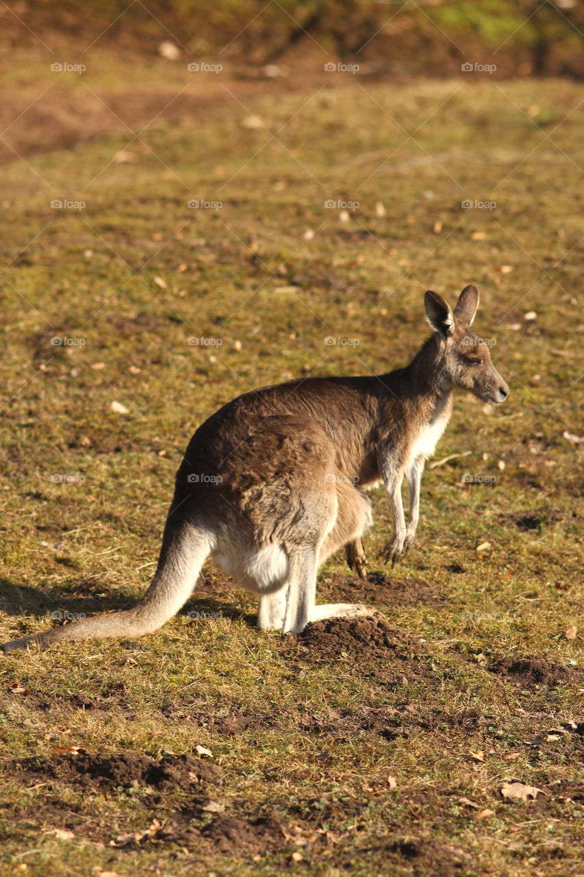 eastern grey kangaroo sitting on a meadow