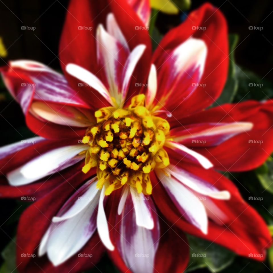 Summer blooms . A red dart dahlia.