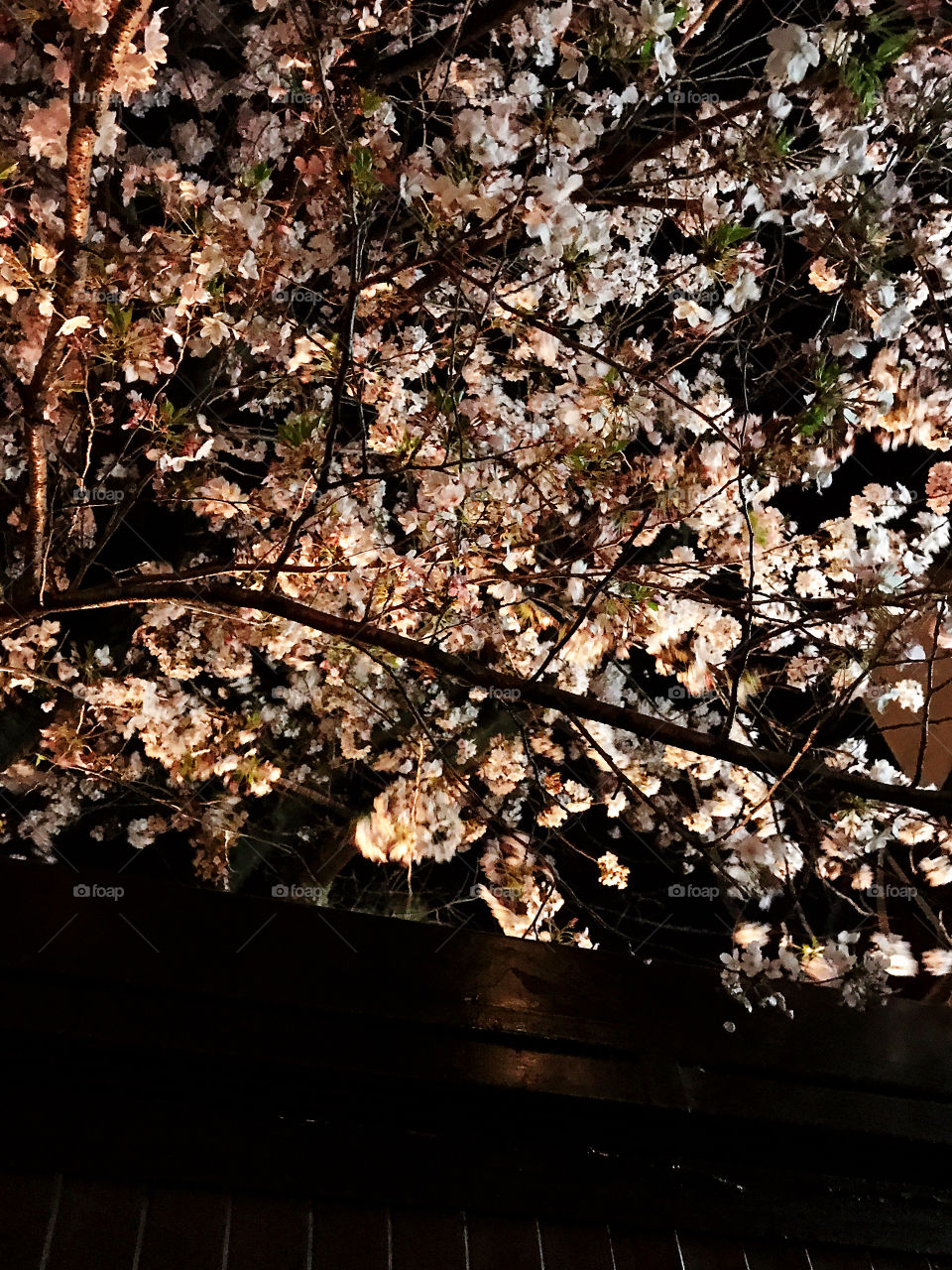 Sakura Cherry Blossom in Kyoto Japan 