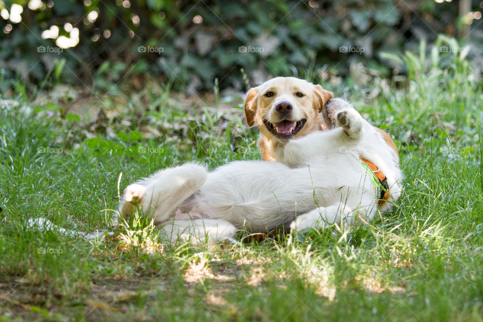 Smiling dog