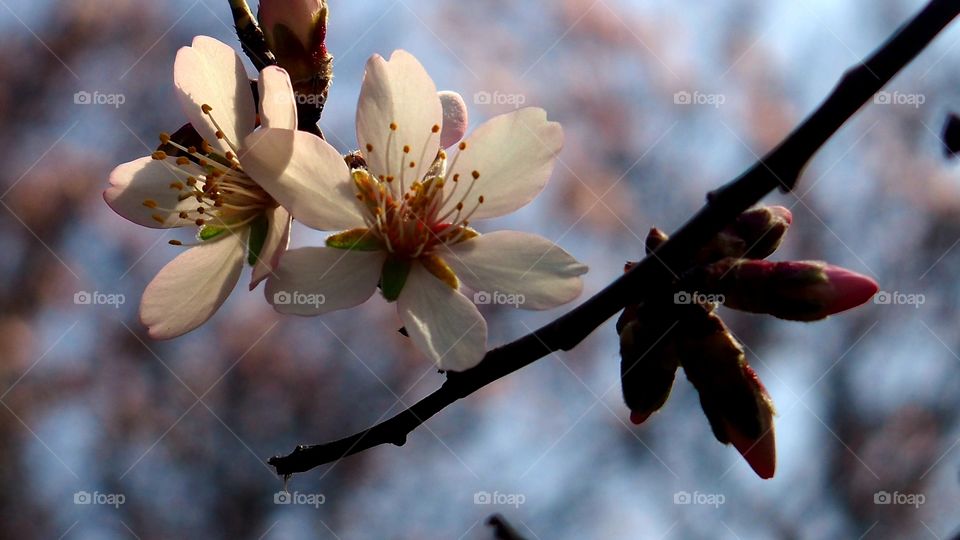 Almendro en flor
Almond Blossom
