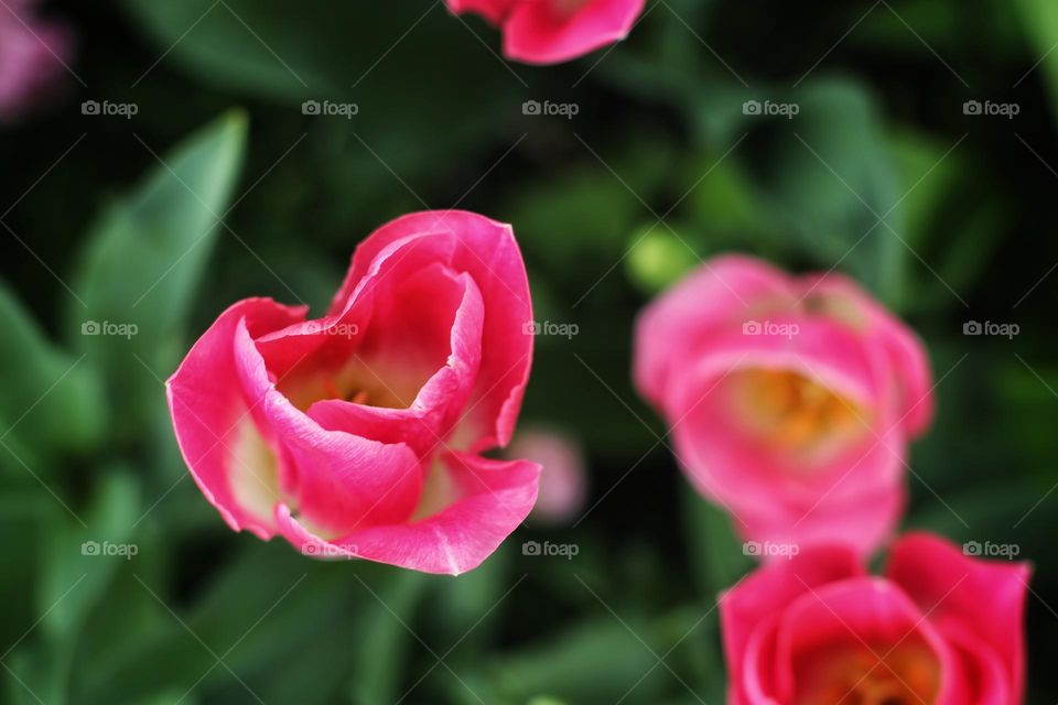 Top view of a pink tulip with dark green petals