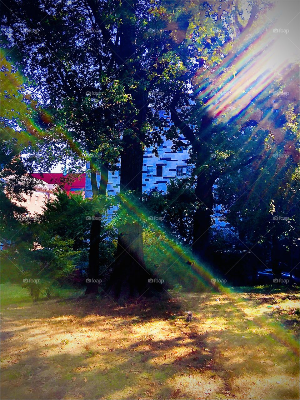 The sunlight is breaking through the leafage of a Forest Green, Bklyn park causing rainbow colors to emerge as a prismatic refraction effect. 2020. Hypnotic Productions