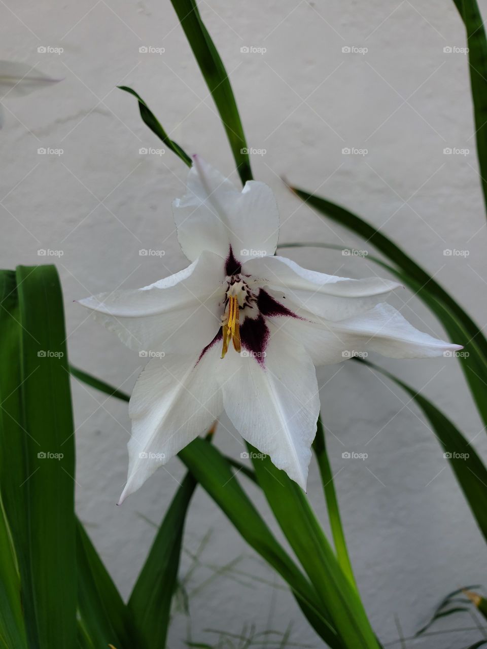 beautiful white gladiolus murielai
