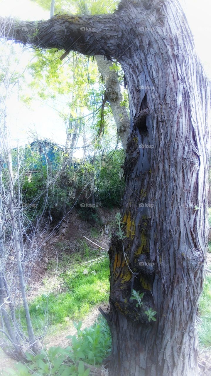 Mystical scene of a wooded Glen.